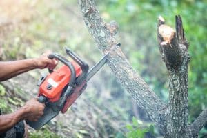 worker cutting tree with chainsaw