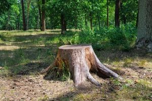 old tree stump