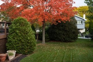 backyard with colorful trees and plants