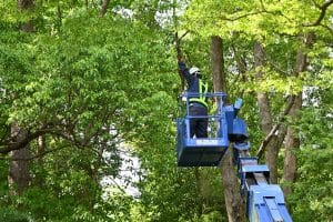 felling the branches of a large tree